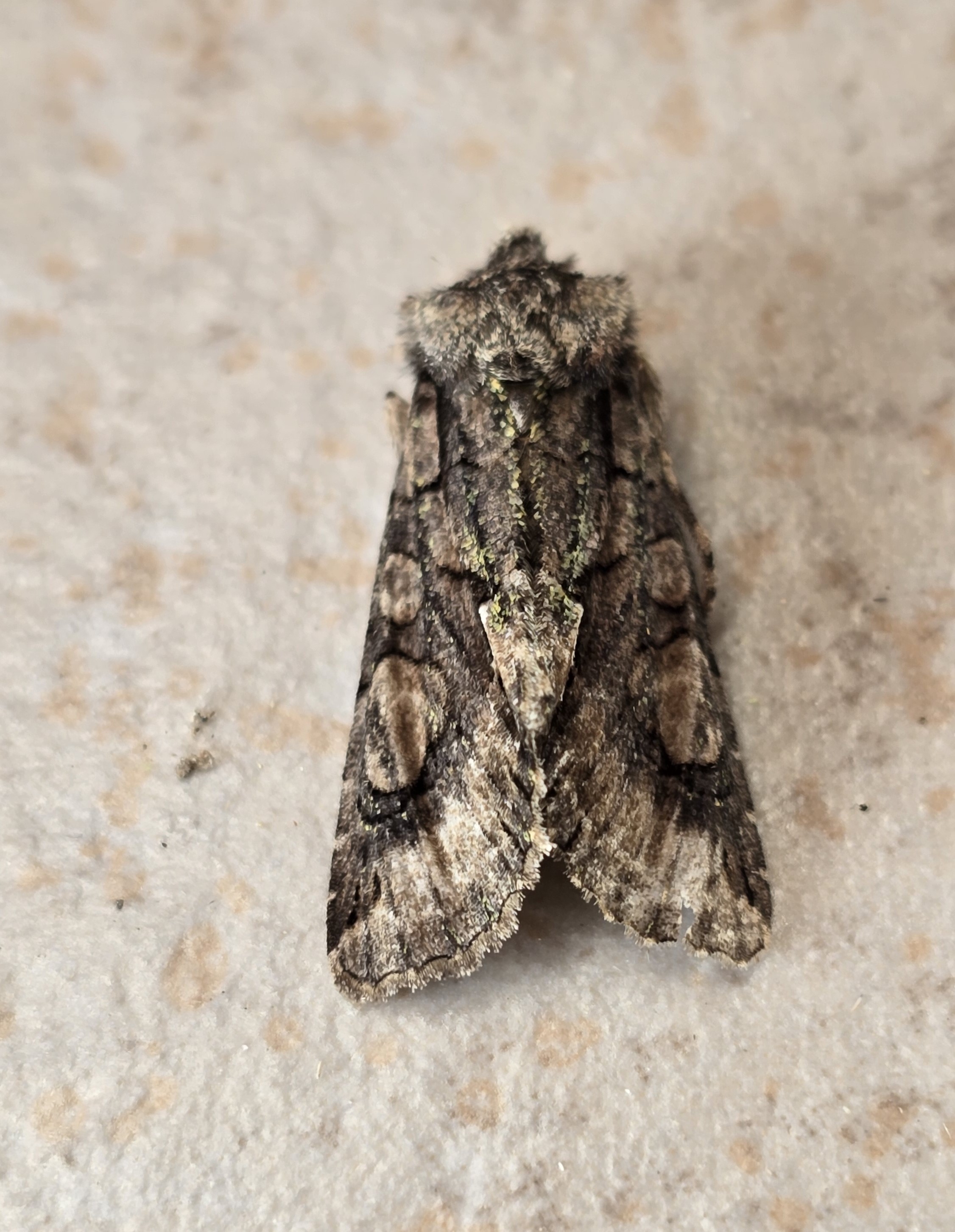 Photo of Green-brindled Crescent (Allophyes oxyacanthae)